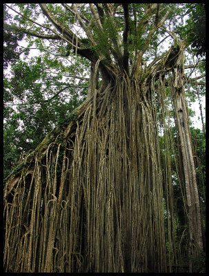 Curtain Fig