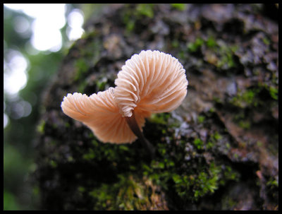 Fungi 10