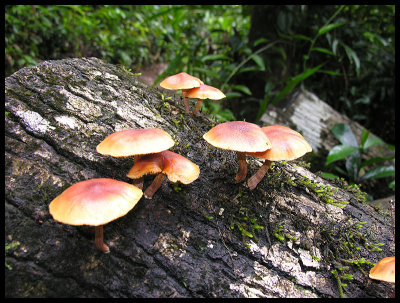Fungi 1a