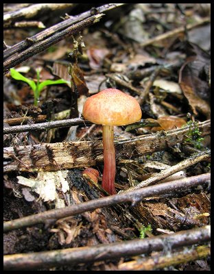 Fungi 1b