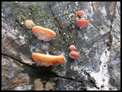 Fungi 4