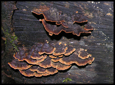 Fungi 5