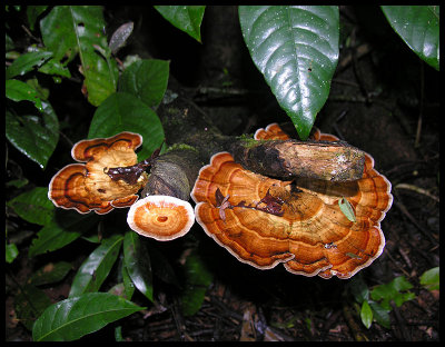 Fungi 6a