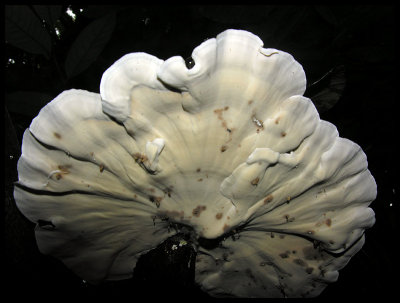 Fungi 6b