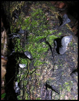 Fungi 7