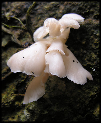 Fungi 8a