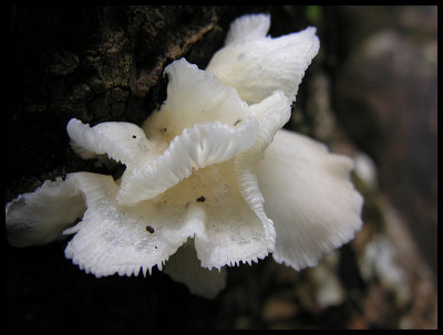 Fungi 8b