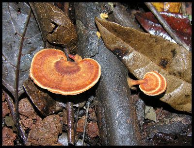 Microporus affinis