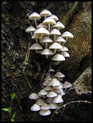 Mycena sp.