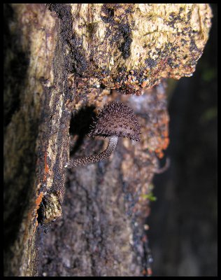 Psathyrella echinata