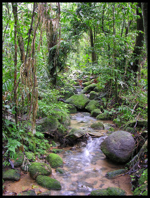 Rainforest at Josephine Falls 2
