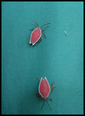 Rainforest bugs
