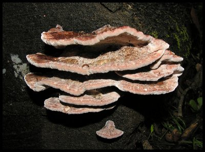 Rigidopus laetus
