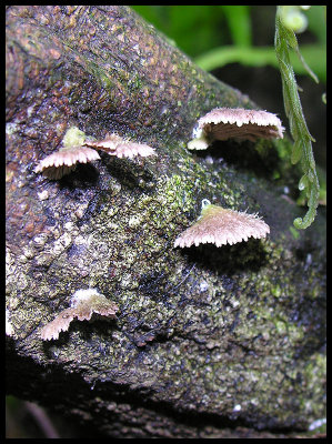 Schizophyllum commune