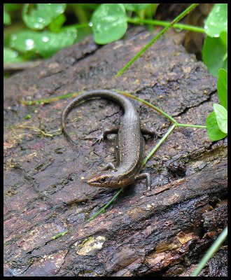 Skink