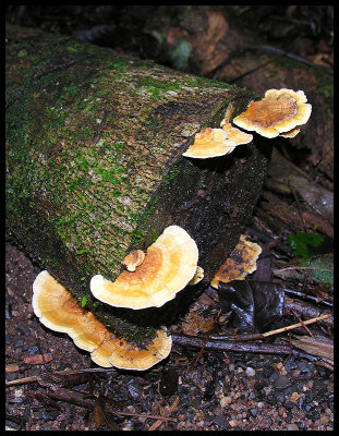 Stereum ostrea
