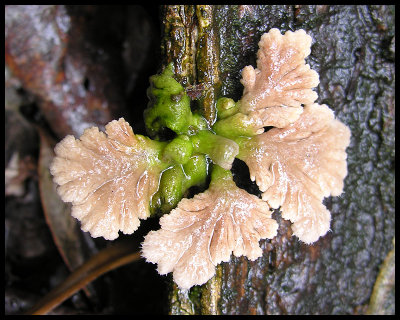 Thing on a tree