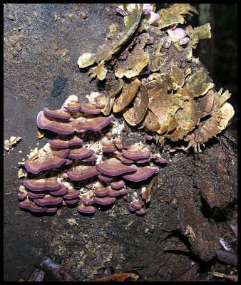 Trametes versicolor 1