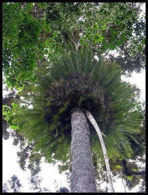epiphyte fern Lake Eacham