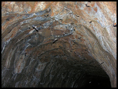 Barkers Cave bats