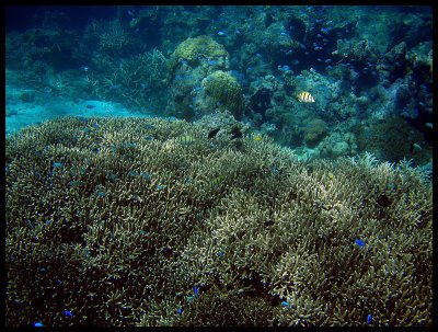 Blue-green chromis 2