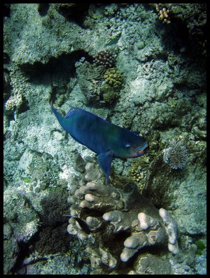 Filament fin parrotfish