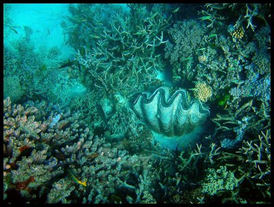 Giant clam