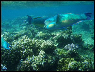 Steephead parrotfish 2