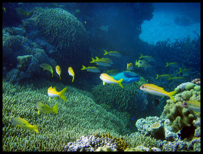 Yellowfin goatfish