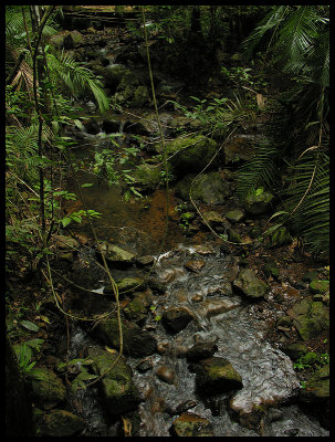 Daintree Ecolodge creek