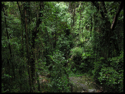 Daintree Ecolodge rainforest walk