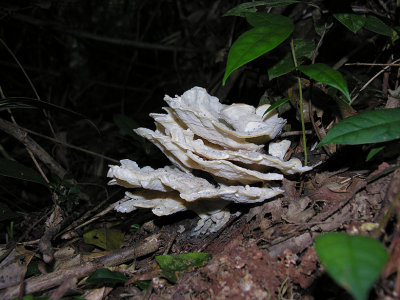 Fungi 1