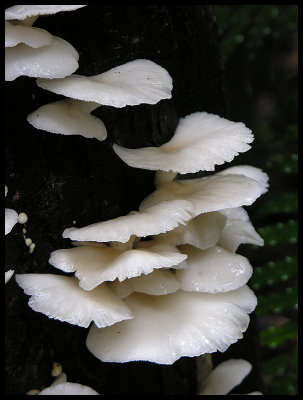 Fungi 3