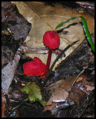 Hygrocybe coccinea