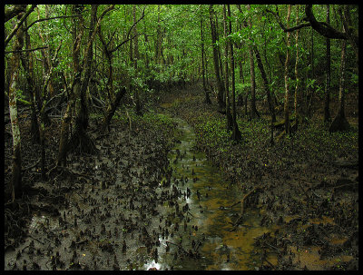 Mangrove breather tubes