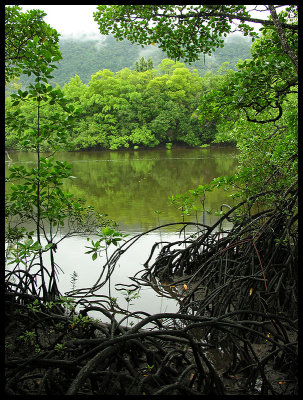 Mangrove view