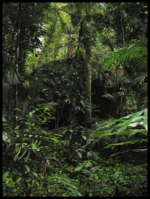 Mossman Gorge 3