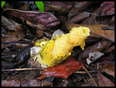 Phallus indusiatus