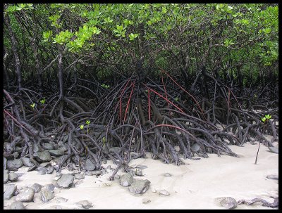 Red mangroves