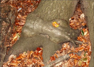 Fusion d'un chien et d'un arbre.