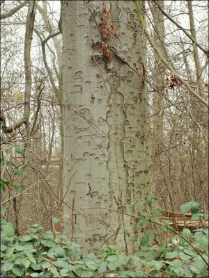 Arbre remarquable - Bois du Laerbeek.