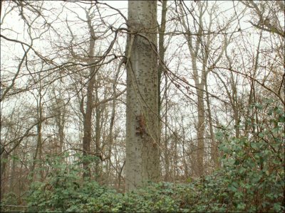 Arbre remarquable - Bois du Laerbeek.