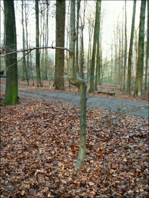 Arbre remarquable - Forêt de Soignes.