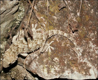 Gecko des murs ou Tarente de Mauritanie (Tarentola mauritanica)