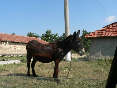 Little donkey along the road