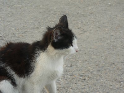 Cute little stray kitty in Razgrad