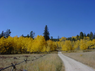 Great color from the aspen tree's
