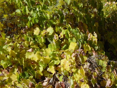 Fall colors on vine.