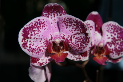 Love the colors of this Orchid !!!