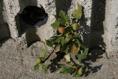 A volunteer fig tree with fruit on it going out of cement .
